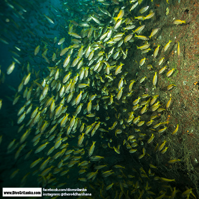 Clarke Wreck Snappers